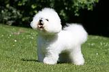 BICHON FRISE 584